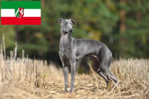 Детальніше про статтю Італійські заводчики вітрогонів та цуценята у Північному Рейні-Вестфалії