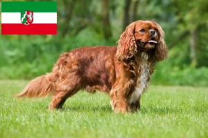 Детальніше про статтю Заводчики та цуценята кавалерів королівського спанієля у Північному Рейні-Вестфалії