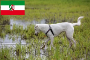 Детальніше про статтю Заводчики собак ханаан і цуценята у Північному Рейні-Вестфалії