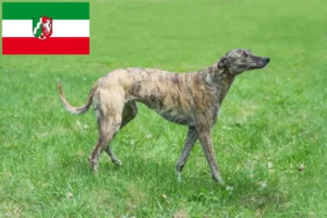 Детальніше про статтю Заводчики хортів та цуценята у Північному Рейні-Вестфалії