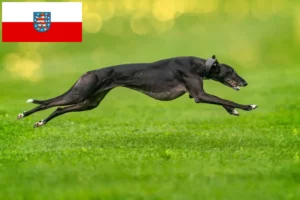 Детальніше про статтю Заводчики хортів та цуценята в Тюрингії