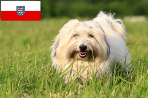 Детальніше про статтю Заводчики та цуценята котон де тулеар у Тюрингії
