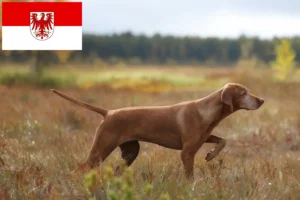 Детальніше про статтю Заводчики та цуценята мадярської вісли у Бранденбурзі