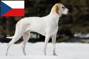 Детальніше про статтю Заводчики порцеляни та цуценята в Чехії