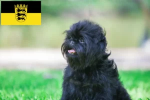 Детальніше про статтю Заводчики і цуценята аффеншпіців у Баден-Вюртемберг
