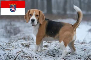 Детальніше про статтю Заводчики та цуценята біґлів у Гессені