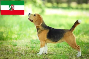 Детальніше про статтю Заводчики та цуценята біґлів у Північному Рейні-Вестфалії