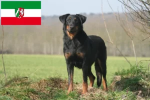 Детальніше про статтю Заводчики та цуценята босеронів у Північному Рейні-Вестфалії