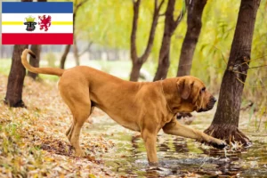 Детальніше про статтю Заводчики та цуценята Fila Brasileiro у Мекленбург-Передня Померанія