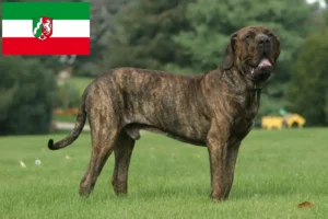 Детальніше про статтю Заводчики та цуценята Fila Brasileiro у Північному Рейні-Вестфалії