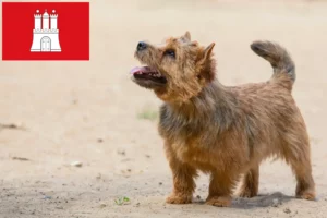 Детальніше про статтю Заводчики та цуценята норвіч-тер’єрів у Гамбурзі