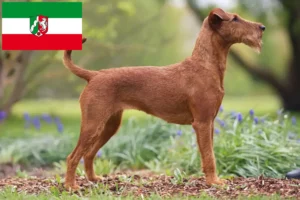 Детальніше про статтю Заводчики ірландських тер’єрів та цуценята у Північному Рейні-Вестфалії