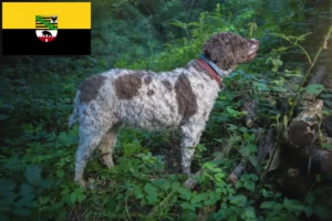 Детальніше про статтю Заводчики та цуценята лаготто романьоло в Саксонії-Ангальт