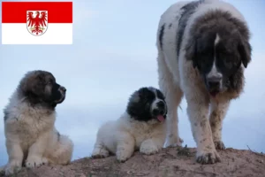 Детальніше про статтю Заводчики і цуценята мастін дель пірінео у Бранденбурзі
