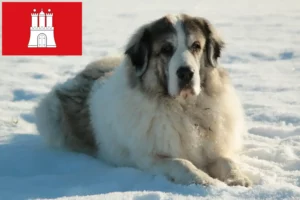 Детальніше про статтю Заводчики та цуценята мастін дель пірінео у Гамбурзі