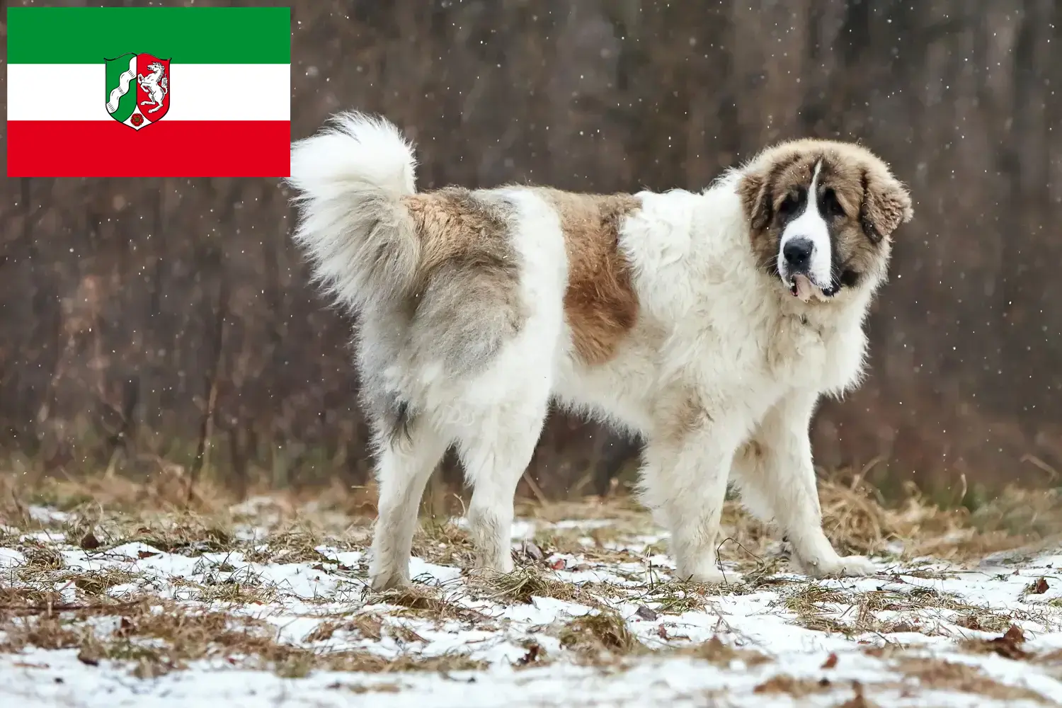 Детальніше про статтю Заводчики та цуценята Mastín del Pirineo у Північному Рейні-Вестфалії