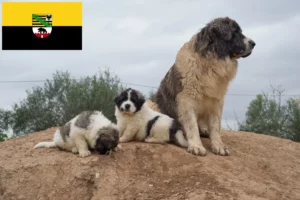 Детальніше про статтю Заводчики та цуценята Mastín del Pirineo у Саксонії-Ангальт