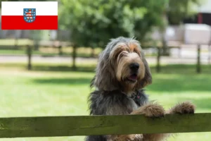 Детальніше про статтю Заводчики та цуценята гончаків у Тюрингії