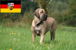 Детальніше про статтю Заводчики та цуценята Fila Brasileiro у Саарленді