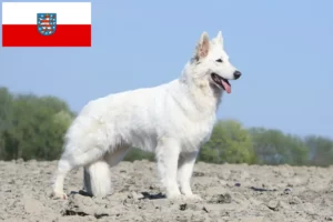 Детальніше про статтю Заводчик білої швейцарської вівчарки та цуценята в Тюрингії