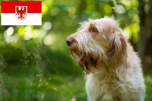 Детальніше про статтю Заводчики та цуценята спіноне італьяно у Бранденбурзі