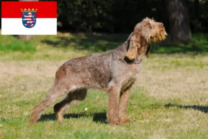 Детальніше про статтю Заводчики та цуценята Spinone Italiano у Гессені