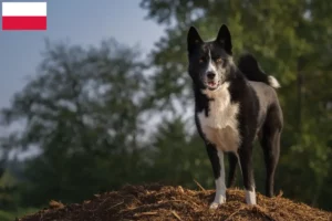 Детальніше про статтю Заводчики карельських ведмежих собак і цуценята в Польщі