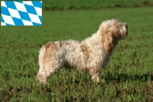 Детальніше про статтю Заводчики і цуценята Petit Basset Griffon Vendéen у Баварії