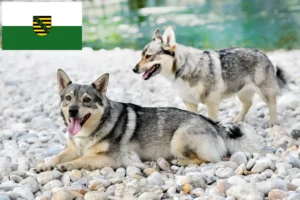 Детальніше про статтю Заводчики та цуценята Västgötaspets у Саксонії