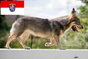 Детальніше про статтю Заводчики та цуценята вестготшпіців у Гессені