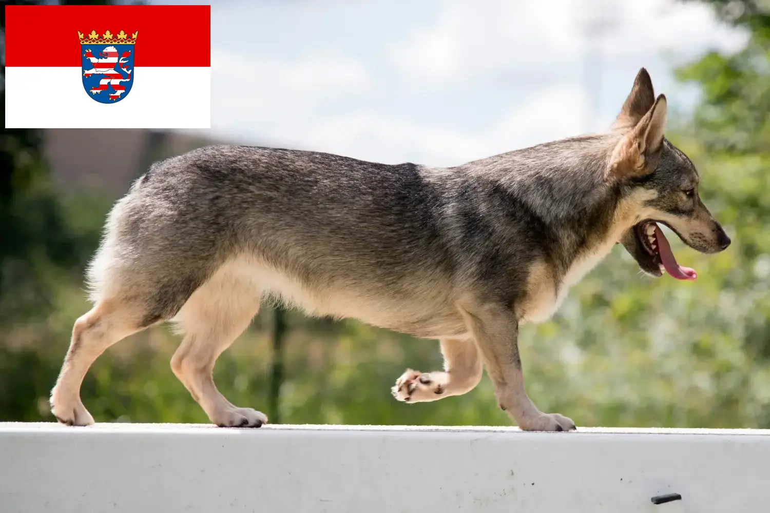 Детальніше про статтю Заводчики та цуценята вестготшпіців у Гессені