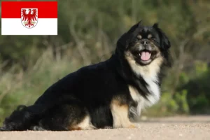 Детальніше про статтю Заводчики та цуценята тибетського спанієля у Бранденбурзі