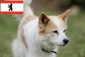 Детальніше про статтю Заводчики та цуценята норботтеншпіців у Берліні