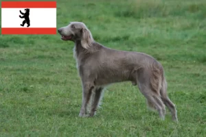 Детальніше про статтю Заводчики та цуценята веймаранерів у Берліні