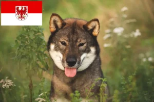 Детальніше про статтю Заводчики та цуценята сікоку у Бранденбурзі