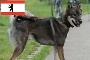 Детальніше про статтю Заводчики та цуценята сікоку в Берліні