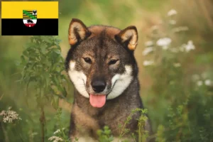 Детальніше про статтю Заводчики та цуценята сікоку в Саксонії-Ангальт