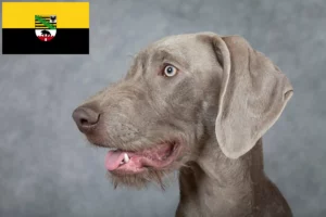 Детальніше про статтю Заводчики та цуценята словацького шорсткошерстого дога у Саксонії-Ангальт