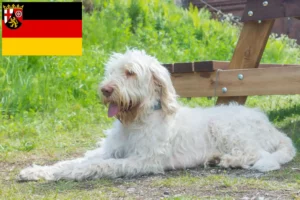 Детальніше про статтю Заводчики та цуценята Spinone Italiano у Рейнланд-Пфальц