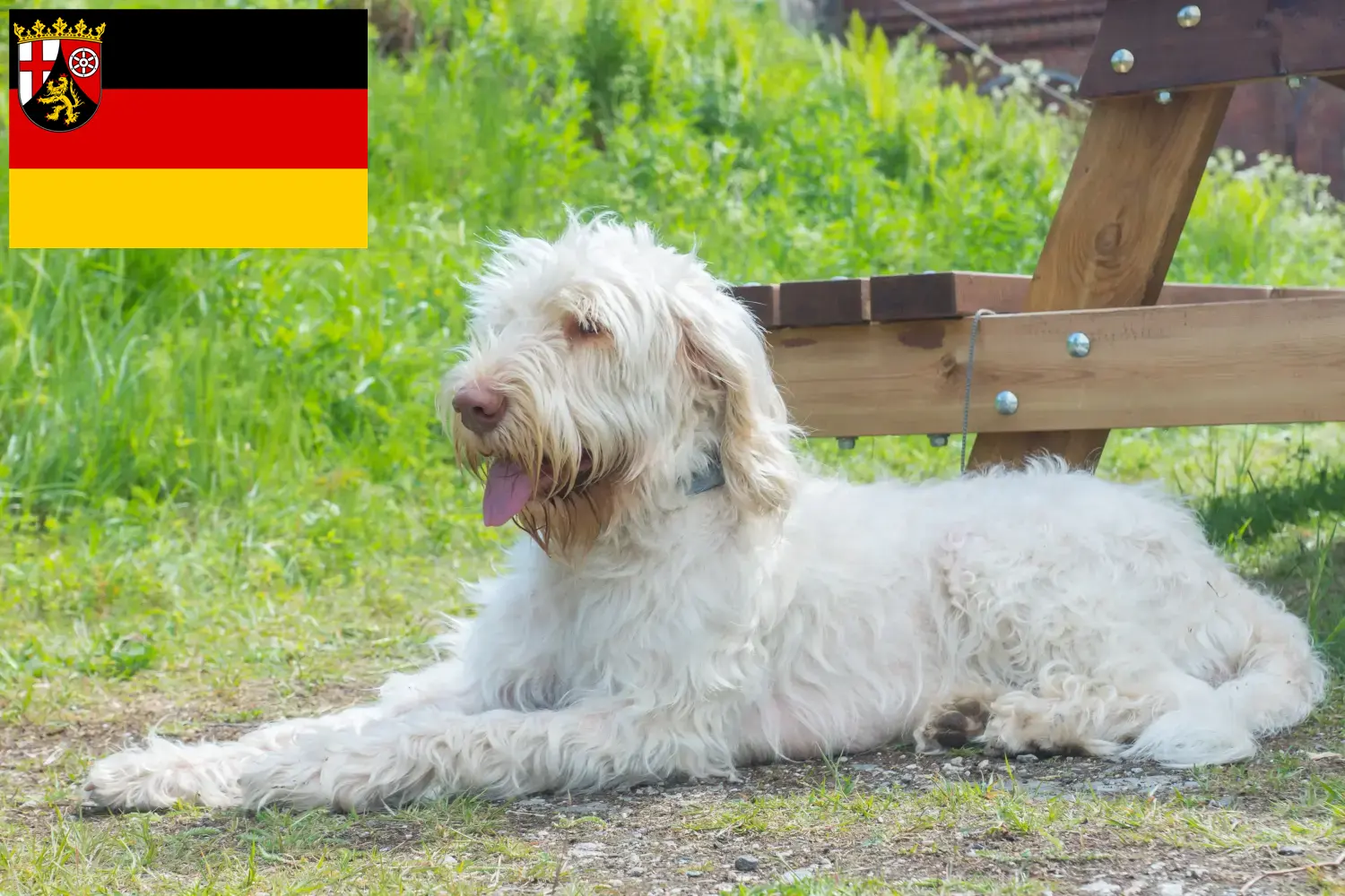 Детальніше про статтю Заводчики та цуценята Spinone Italiano у Рейнланд-Пфальц