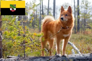Детальніше про статтю Заводчики та цуценята фінненшпіців у Саксонії-Ангальт