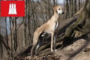 Детальніше про статтю Заводчики та цуценята слаухі в Гамбурзі