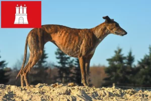 Детальніше про статтю Заводчики та цуценята гамбурзького еспаньола у Гамбурзі