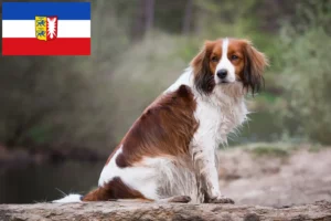 Детальніше про статтю Голландські заводчики та цуценята голландського кукергонде у Шлезвіг-Гольштейні