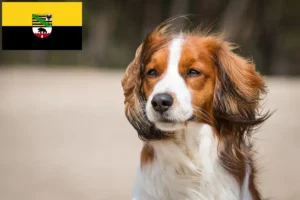 Детальніше про статтю Голландські заводчики та цуценята голландського кукергонделя у Саксонії-Ангальт