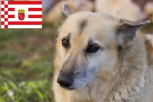 Детальніше про статтю Заводчик норвезьких бухундів та цуценята у Бремені
