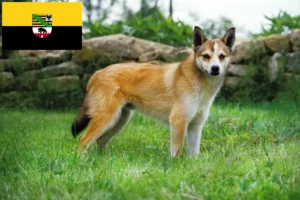 Детальніше про статтю Норвезькі заводчики та цуценята лундехундів у Саксонії-Ангальт
