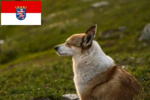 Детальніше про статтю Заводчики норвезьких лундехундів та цуценята у Гессені