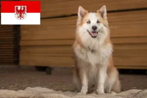 Детальніше про статтю Ісландські собаківники та цуценята у Бранденбурзі