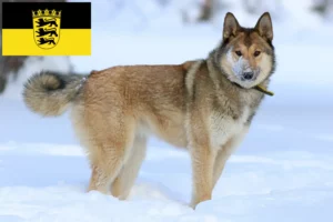 Детальніше про статтю Заводчики і цуценята лайки у Баден-Вюртемберзі